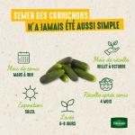 Potagères - Cornichon Hokus HF1 - BIO - image